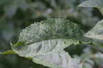 Joe Pye weed